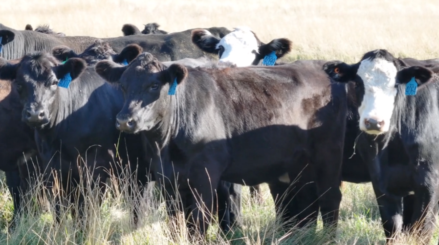 March calving bred heifers 950 lbs, one-iron off two solid ranches.- BH929C5
